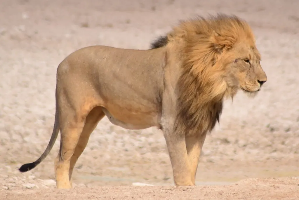 African lion resting in the Namibian bush