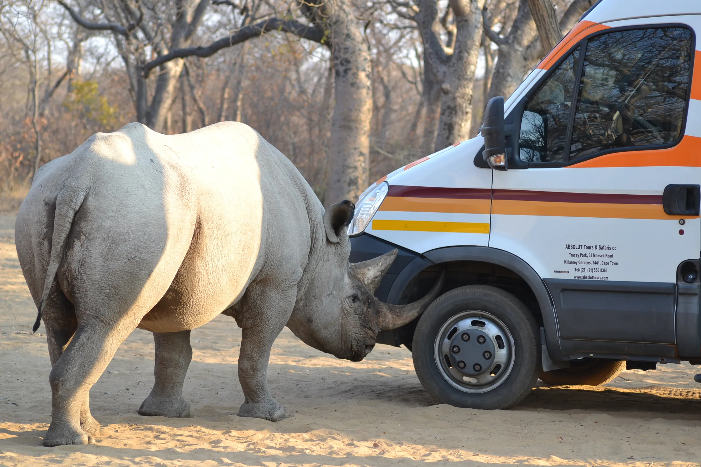 A white rhinoceros leans in to inspect the front wheel of a parked tourist vehicle at close range, casting a curious sideways glance
