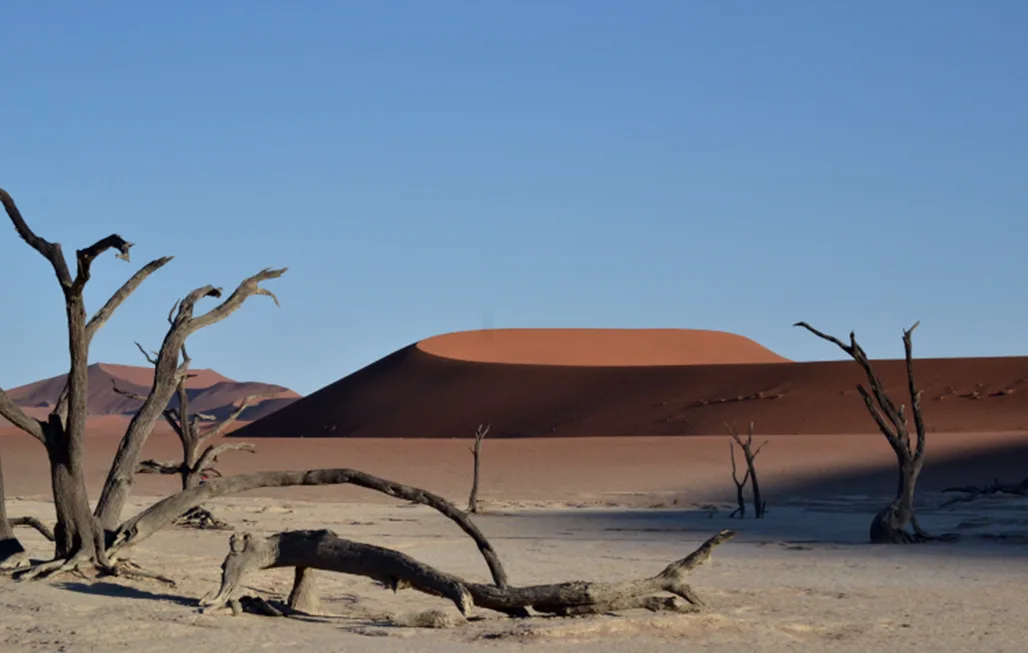 Dead camel thorn trees in Deadvlei with a sweeping dune ridgeline rising in the background