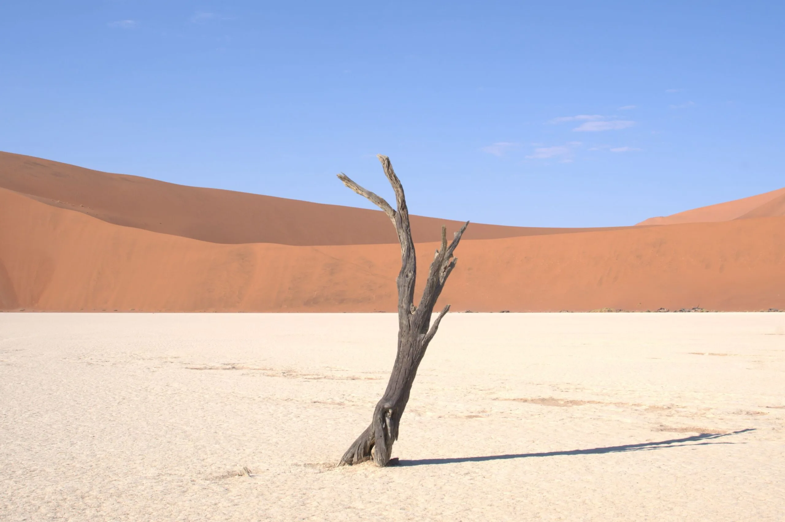 A single dead camel thorn tree in the Deadvlei pan with an orange dune towering behind