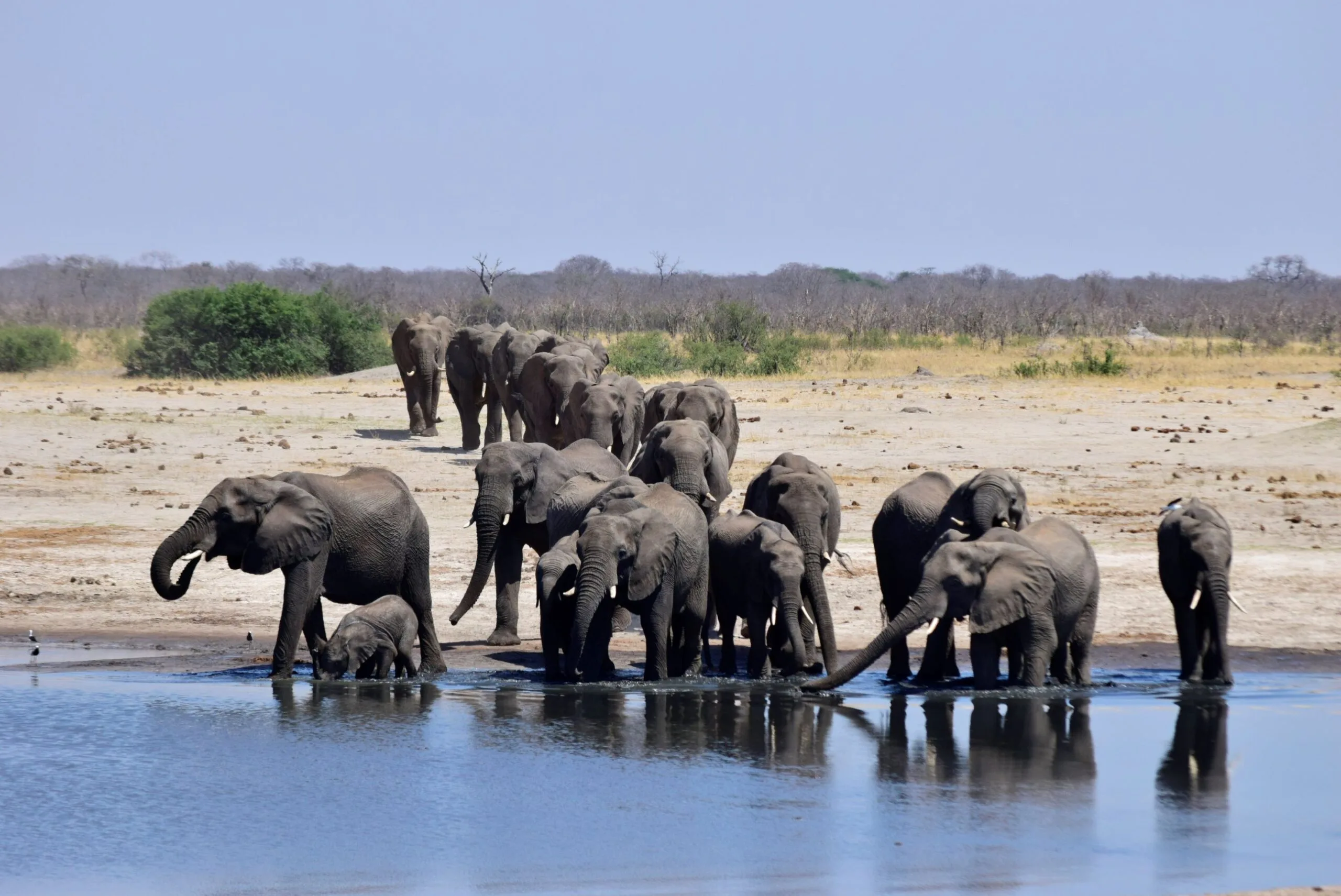 An elephant drinking at a waterhole