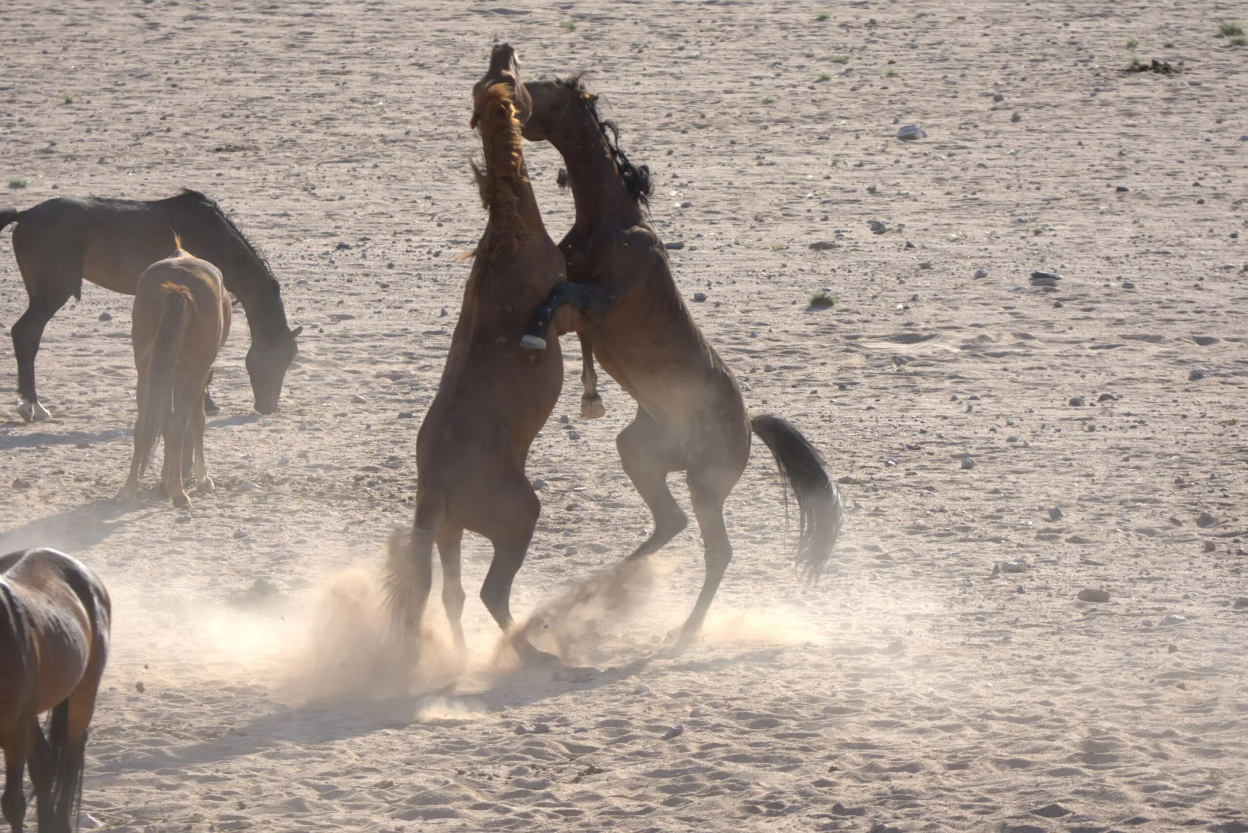 The Wild Horses of the Namib