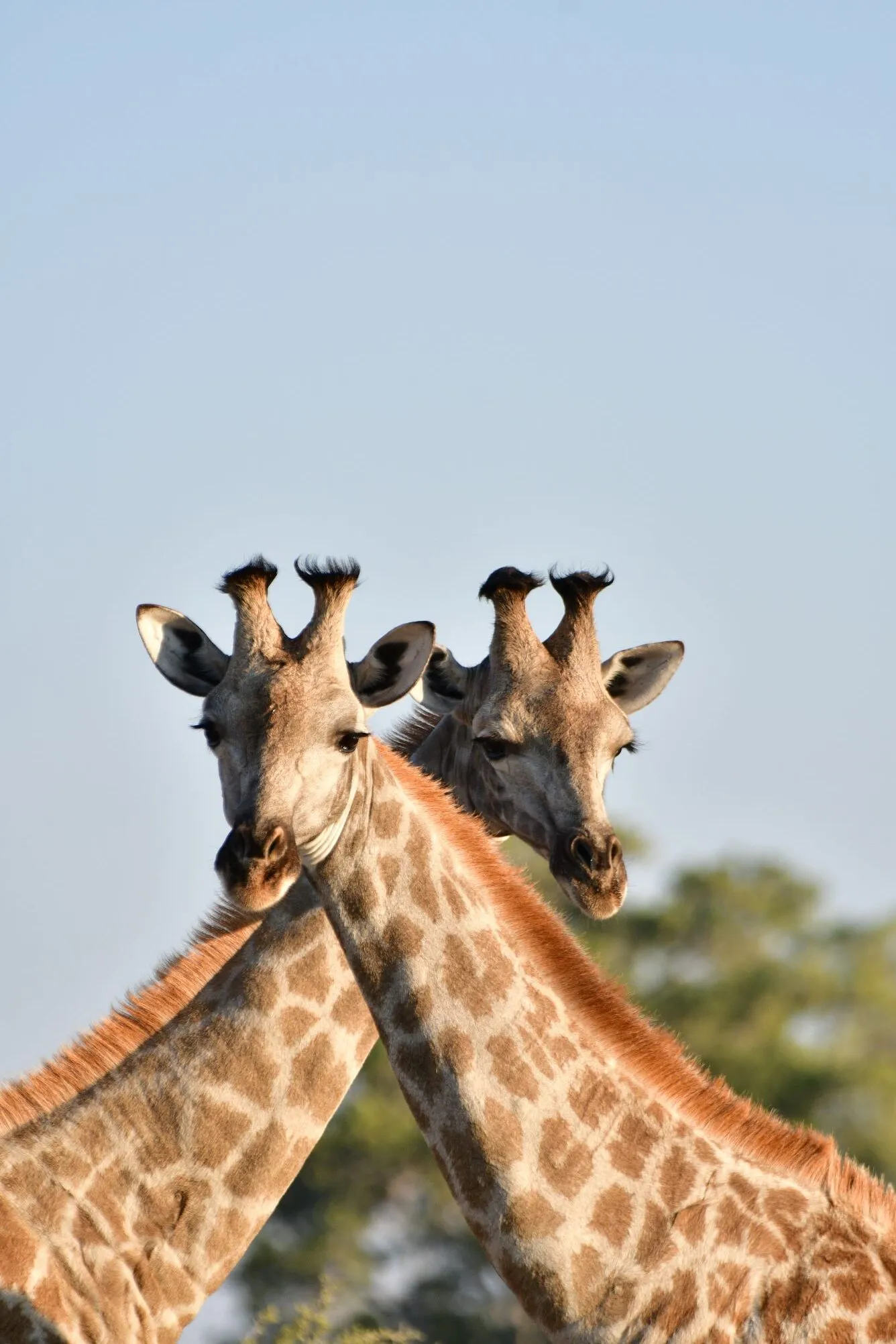 Two giraffes with necks crossing, facing the camera in Namibia