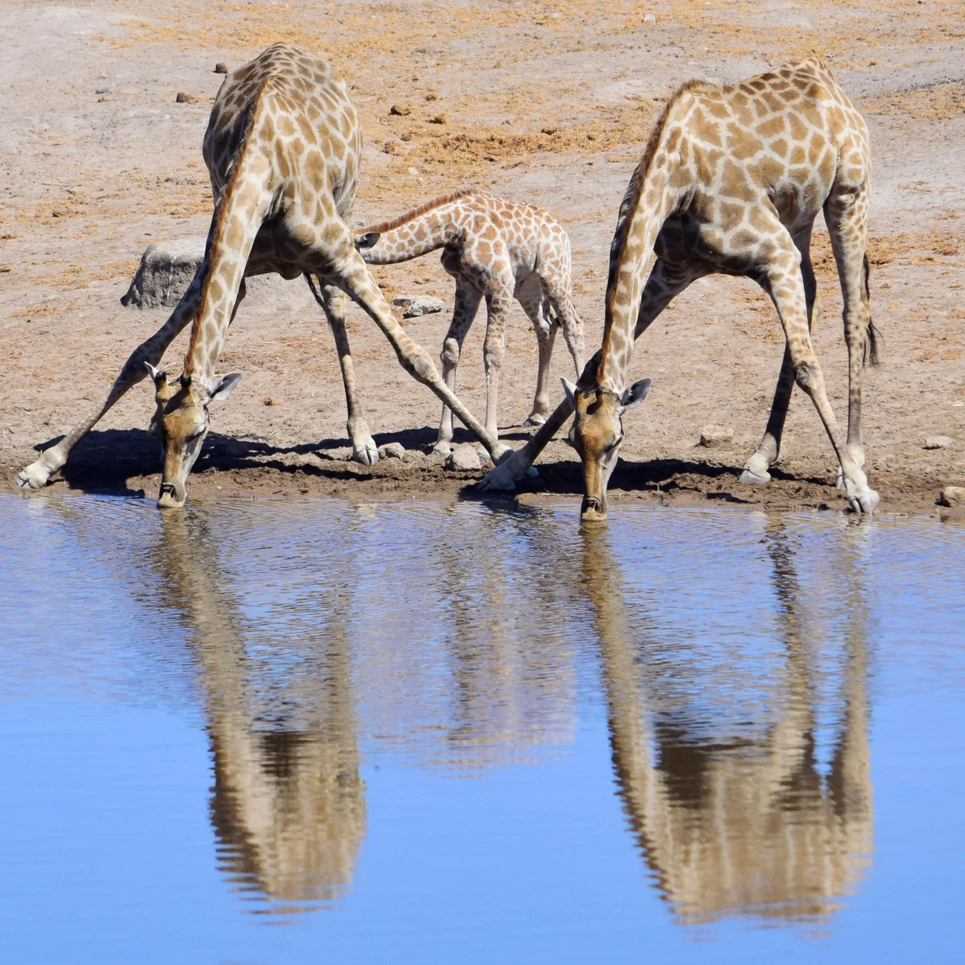 Two giraffes drinking from a waterhole while a baby giraffe nurses from its mother