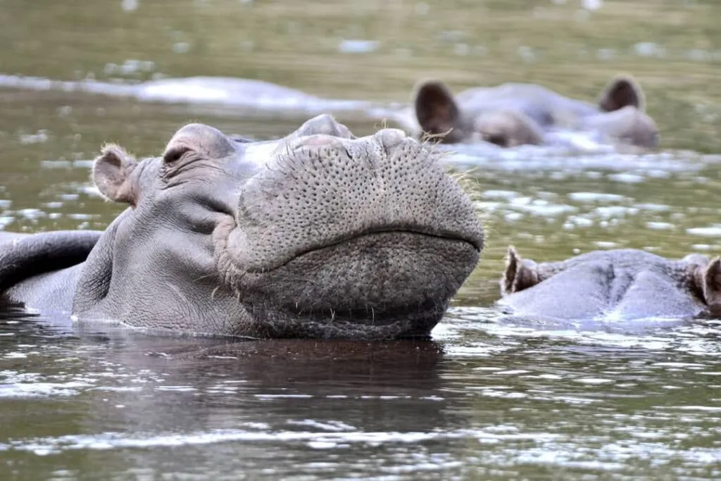 Hippos submerged underwater with bubbles rising to the surface