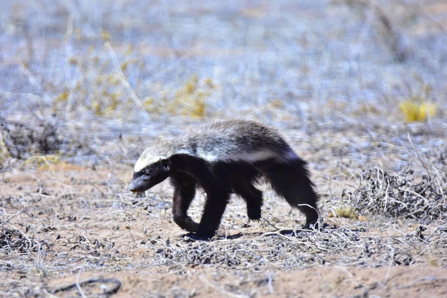 A honey badger foraging in the Namibian bush