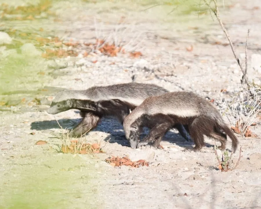 Two honey badgers walking across open ground in Namibia