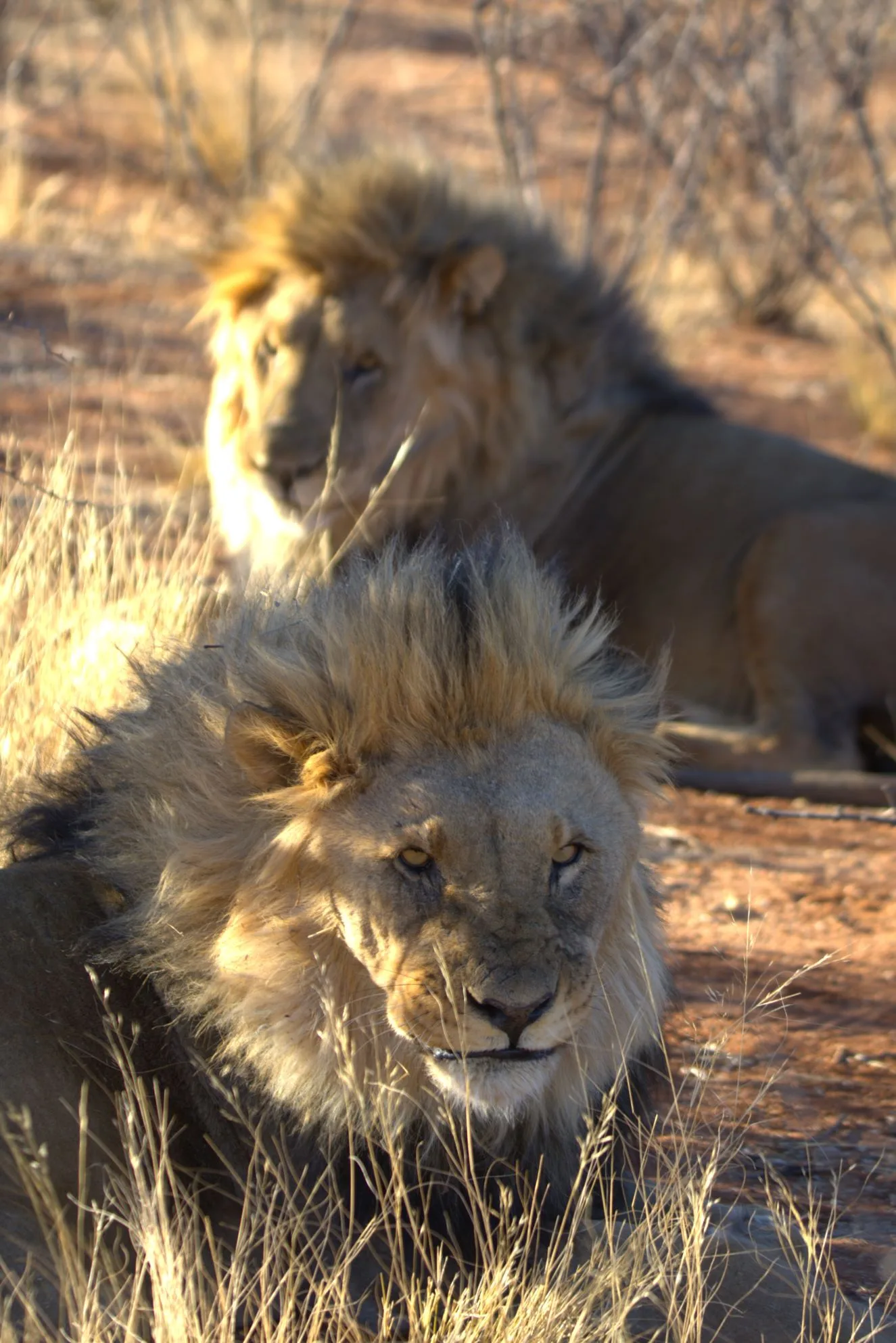 Two Kalahari lion brothers standing side by side at sunrise, manes dark against dry golden grass