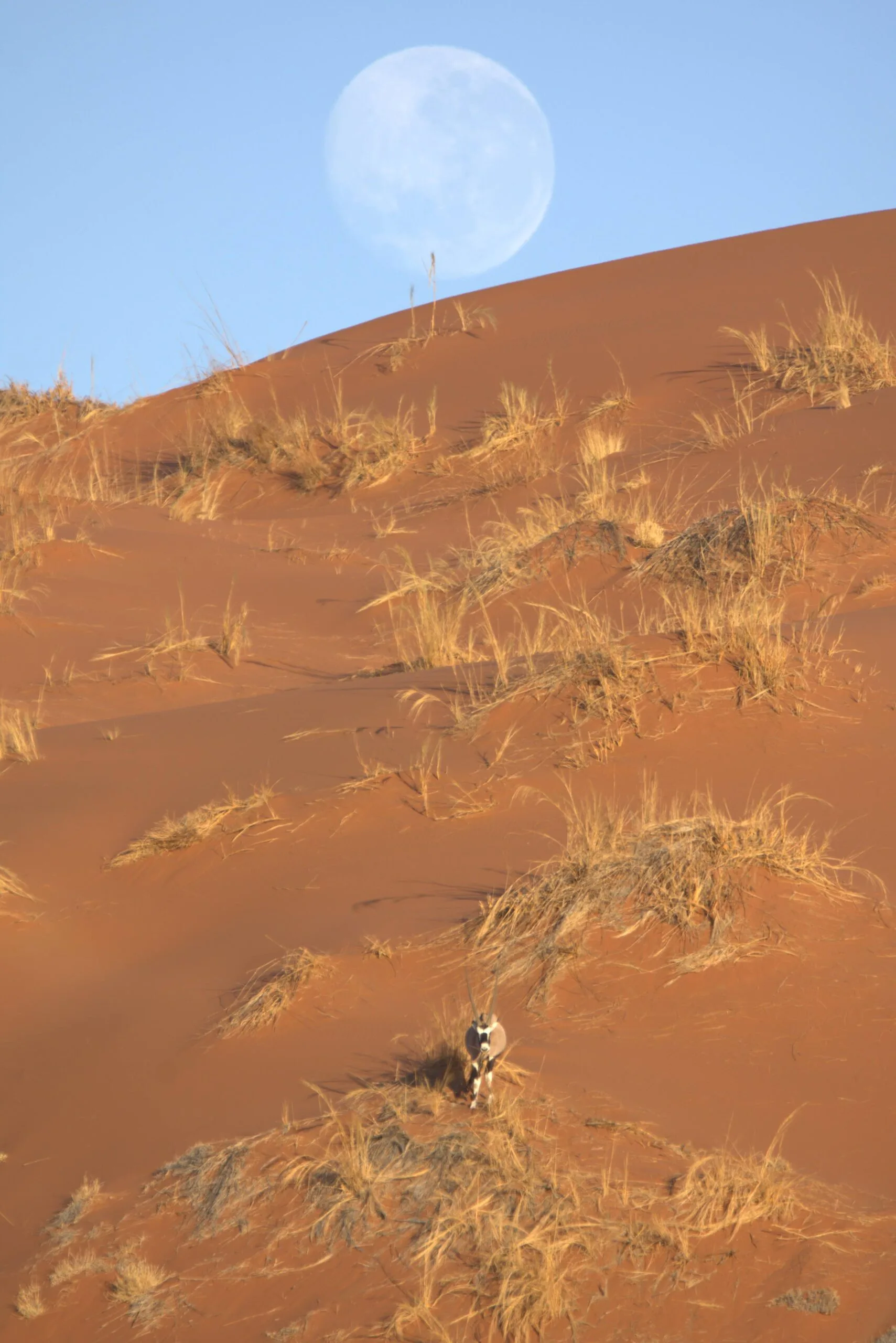 A lone oryx on the desert floor beneath a full moon in the early evening sky