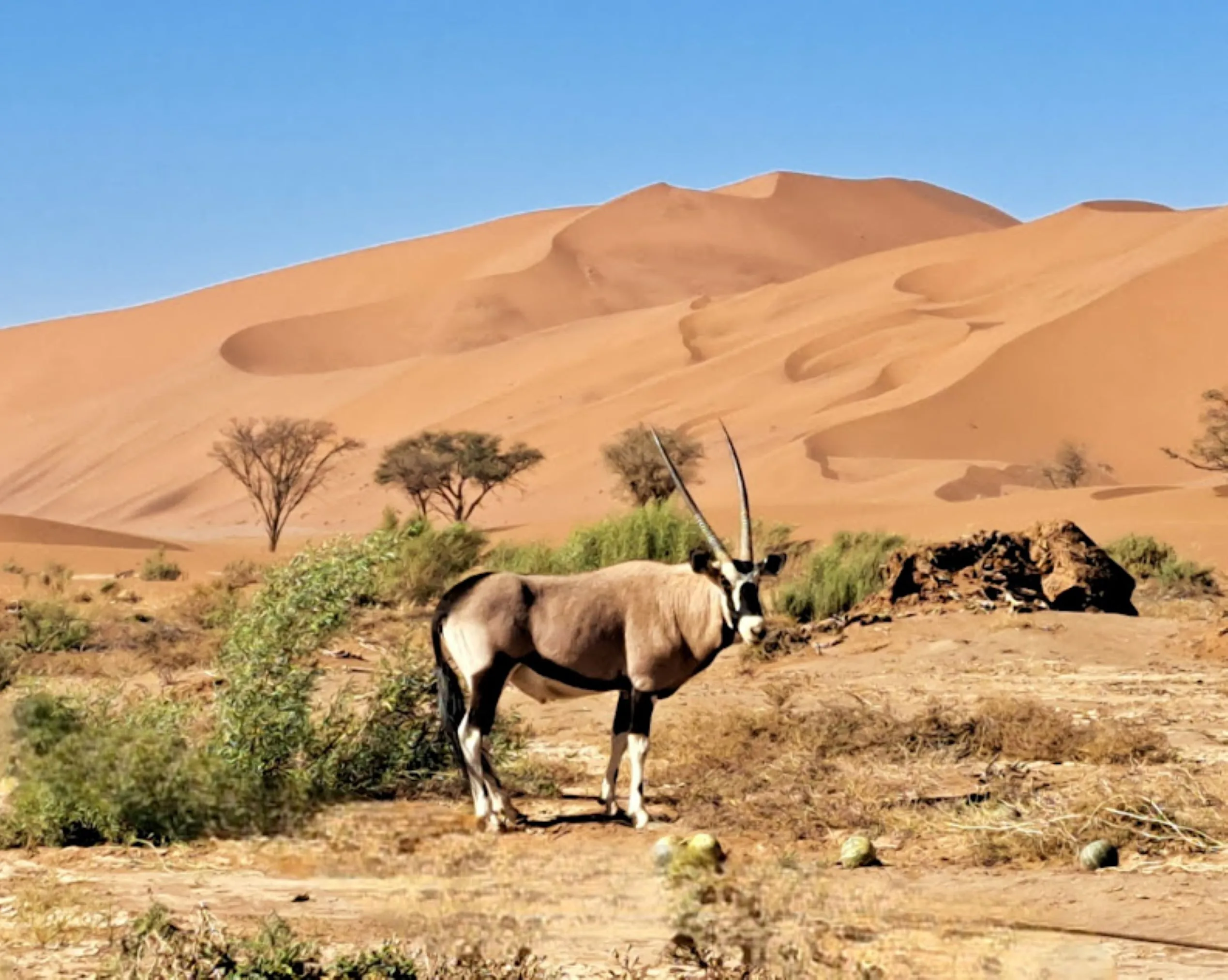 An oryx among sparse green shrubs and tsamma melons on the desert floor, with orange dunes and blue sky behind
