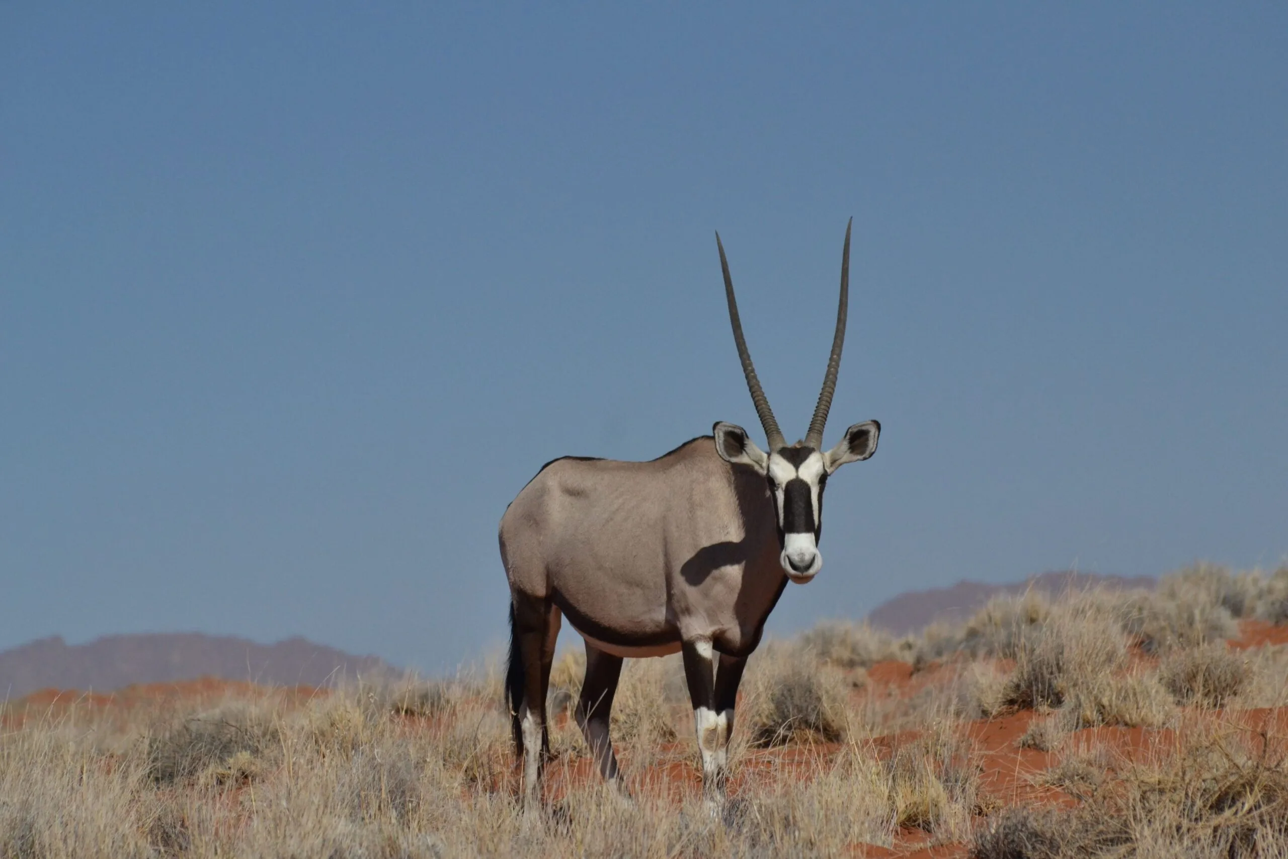 An oryx standing on red soil with symmetrical horns and distinctive black-and-white facial markings, blue sky filling the upper half of the frame