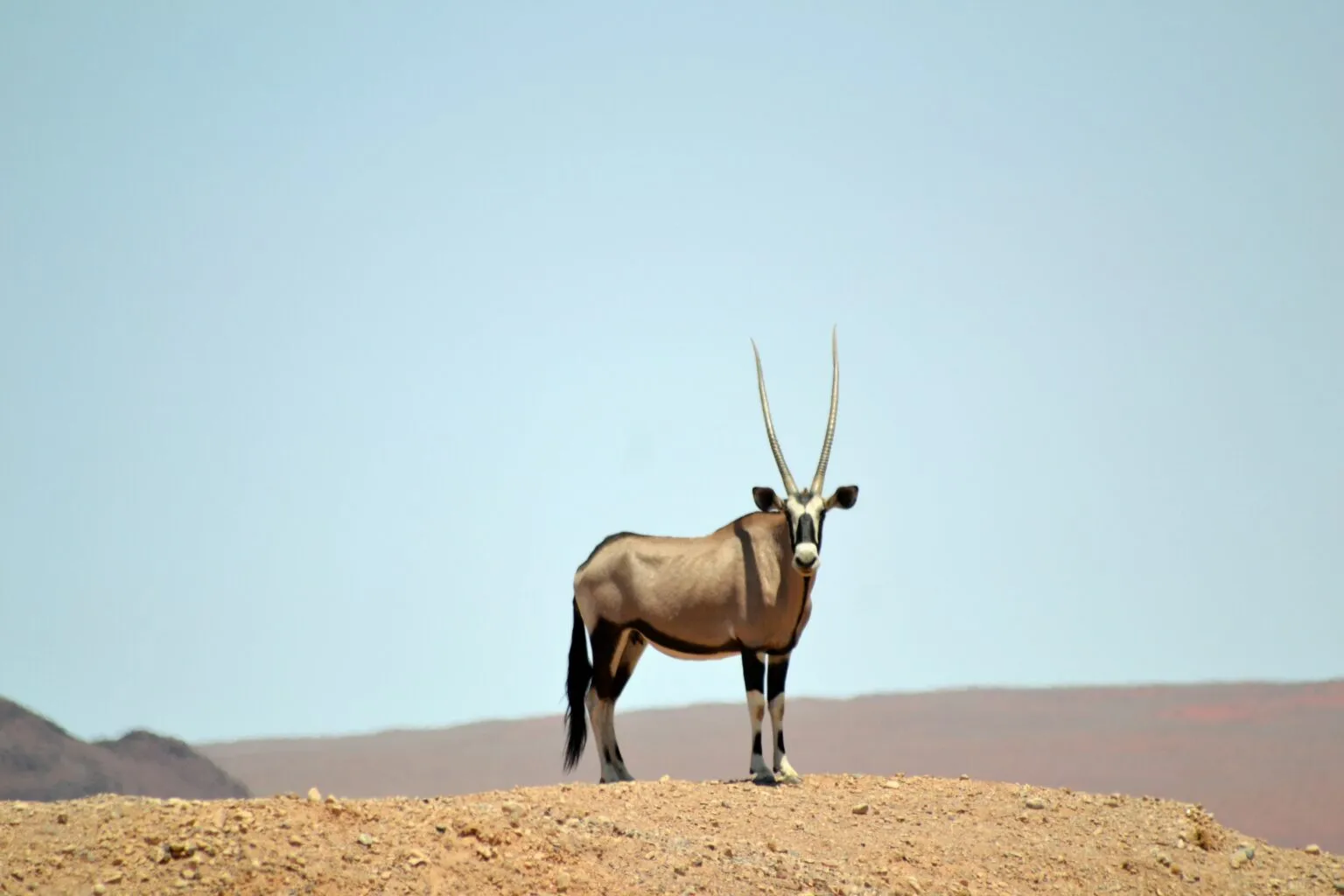 Oryx antelope in the Namibian landscape