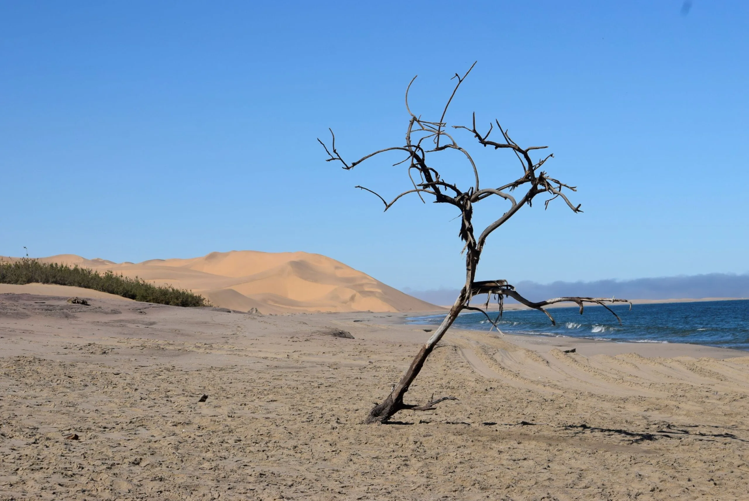 A lone dead tree standing on the Sandwich Harbour shoreline where the dunes meet the sea