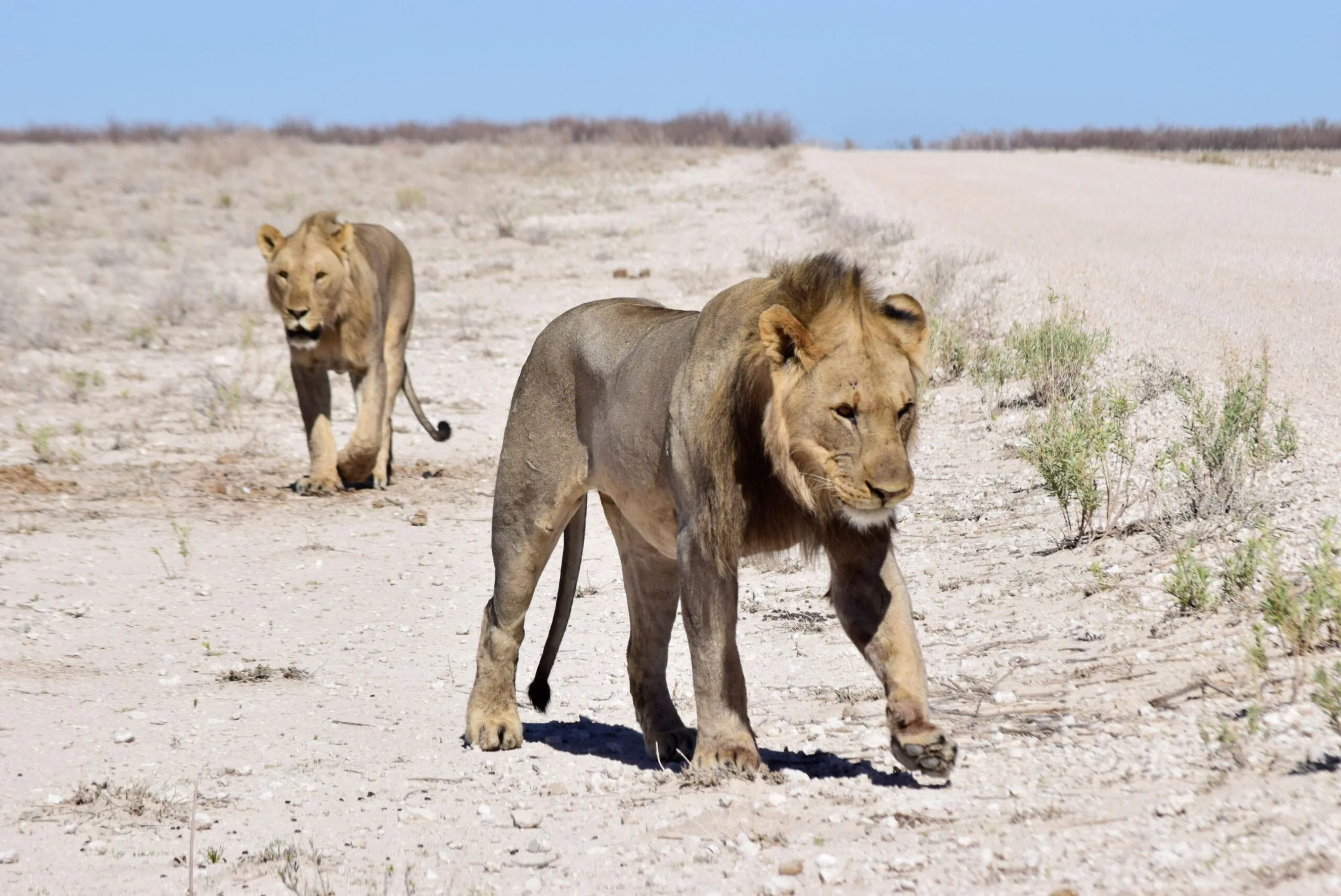 Two male lions walking alongside a road in Etosha National Park