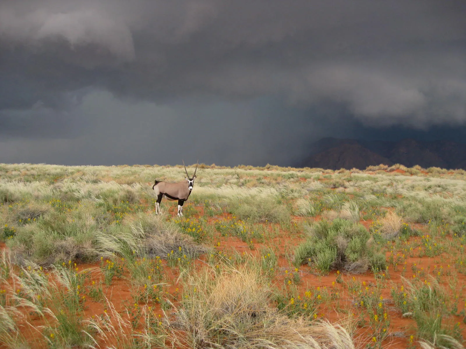 An oryx crossing the NamibRand Desert against a dramatic approaching storm